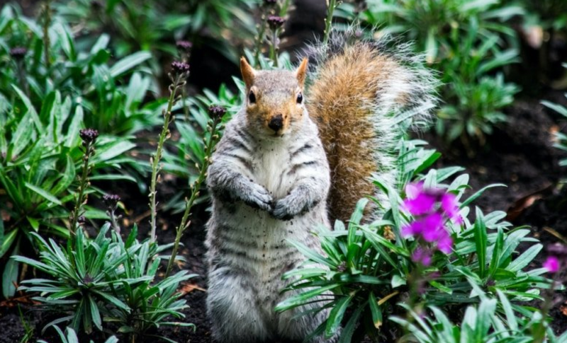 How To Get Rid of Squirrels in Your Garden in 1 Week or Less
